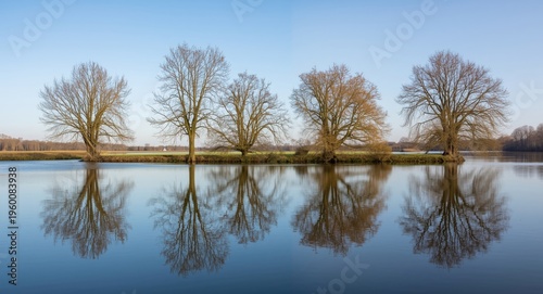 Calm water surface in a polder reflecting six distinct trees in landscape format