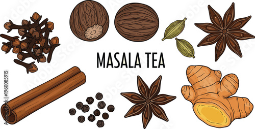 Masala tea spices vector set. Cloves cinnamon nutmeg cardamom ginger and star anise. Hand drawn ingredients for chai tea recipes packaging and organic food design.