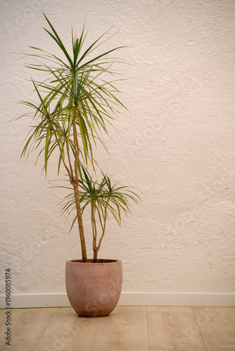 Dracaena marginata potted plant inside minimal home