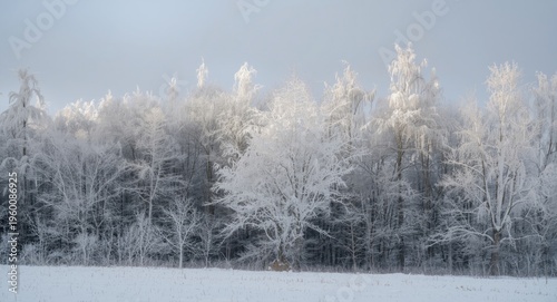 Snowy winter forest landsca...