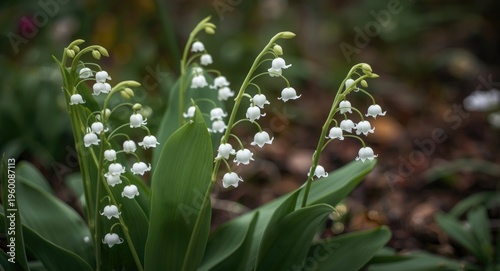Lily of the valley flowers ...