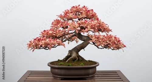 Curved trunk small bonsai w...