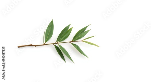 Single tea tree twig isolat...