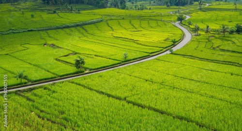 Expansive green rice paddie...