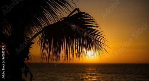 Silhouette of a palm tree w...