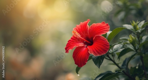 Bright red hibiscus petals ...