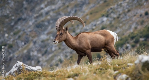 Mature male ibex moving acr...