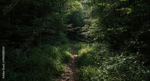 remote forest scene with de...