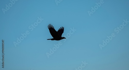 Flying eagle silhouette set...