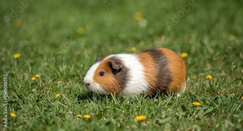 Playful guinea pig explorin...