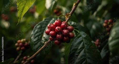 Red coffee cherries develop...
