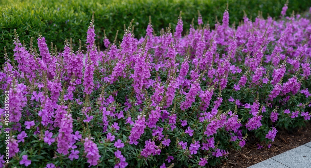 Obraz premium Flowerbed decorated with purple verbena flowers and copy space for text