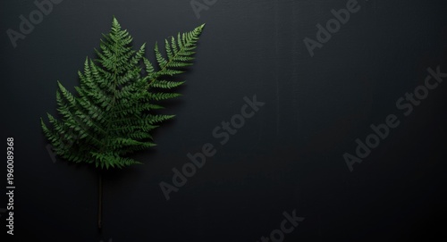 Single tropical tree fern w...