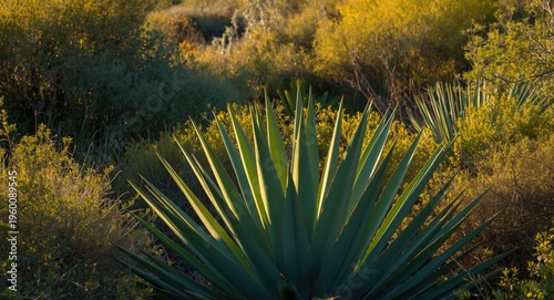 Evening light casting agave...