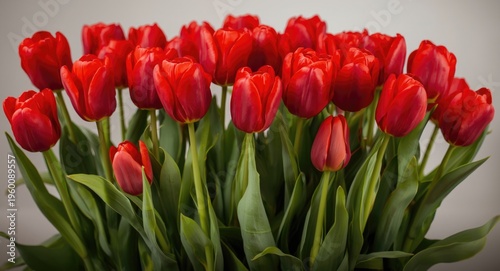 Radiant red tulips signifyi...