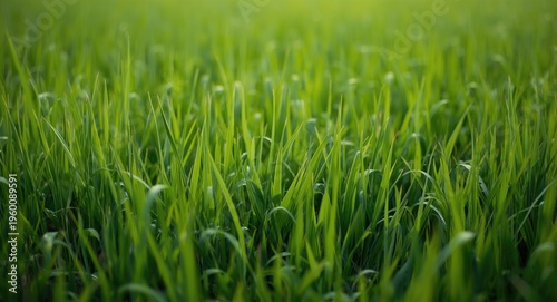 Fresh grass detail with amp...