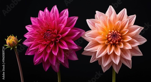 Showcasing a dahlia's flowe...