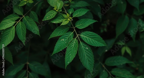 Green Moringa oleifera foli...