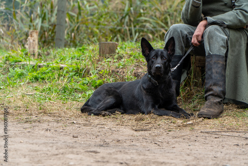 Fotografie Alert black German Shepherd dog lying on ground next to soldier wearing vintage military uniform and leather boots during historical reenactment event in rural landscape