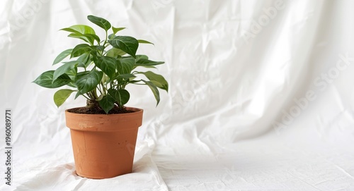 Ficus elastica Tineke close...