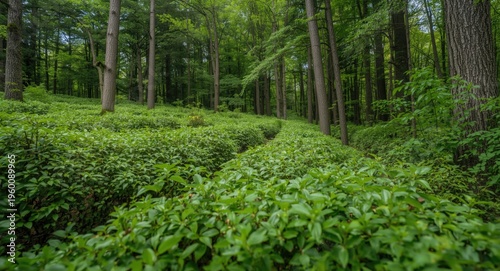 Lively green shrubs and tal...