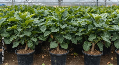 Seasonal growth showcase of...