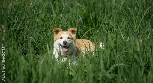 Energetic pet resting amids...