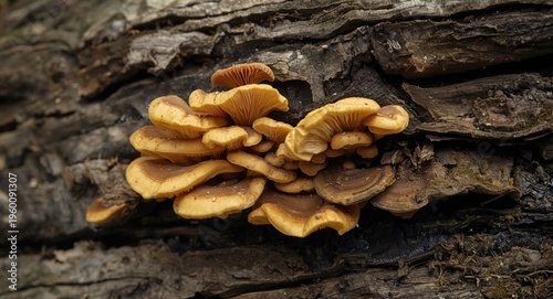 Fruiting polypore fungi bod...