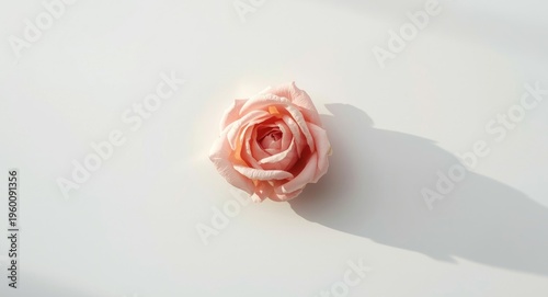 matte white background pres...