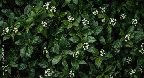 Lush green leaves with smal...