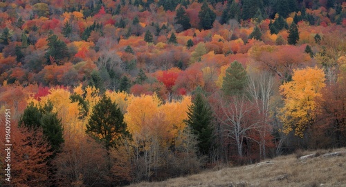 Picturesque fall foliage sp...