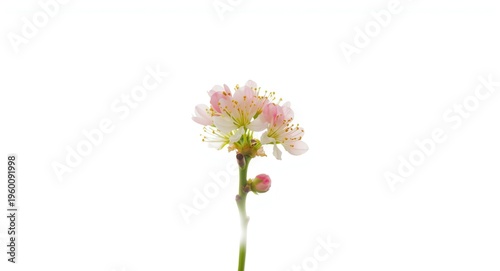 Fresh apple tree flowers bl...