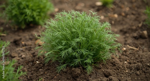 Nutritious fresh dill thriv...