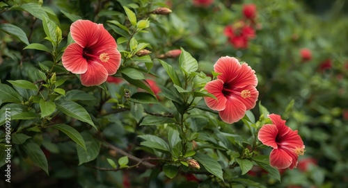Hibiscus syriacus plants fl...