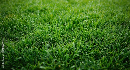 Lush green grass lawn in a ...