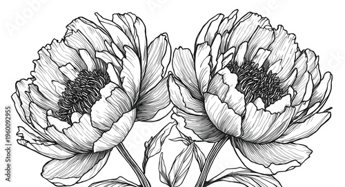 Fine line art of monochrome...