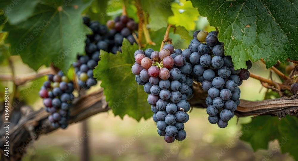 Obraz premium Detailed Photography of Grapes Growing Organically in Natural Farm