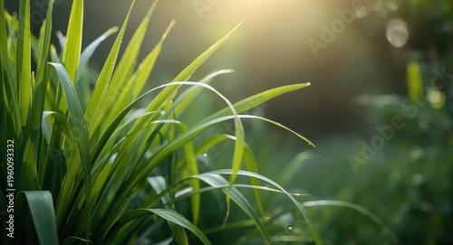 Natural dew moisture clingi...