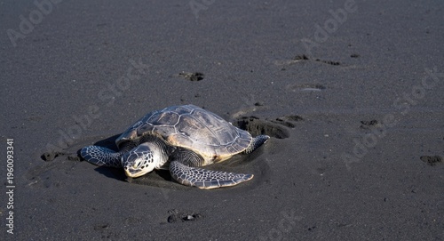 Gentle sea turtle sunning o...