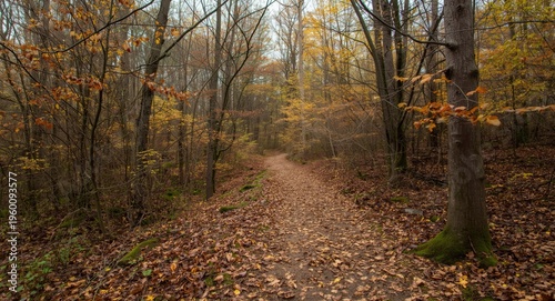 Hiking trails branching fro...