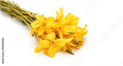 Bright yellow Curcuma zanth...