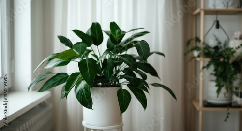 Houseplant bringing life to...