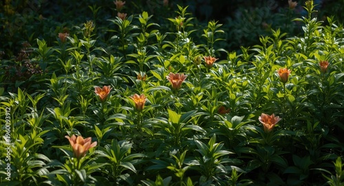 Lush garden filled with vib...