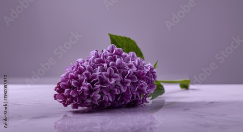 Chic lilac flower cluster p...