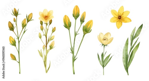 Set of yellow floral buds a...