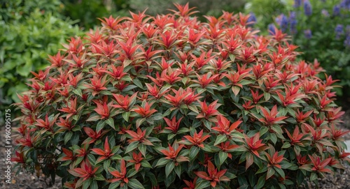 A vibrant Nandina domestica...