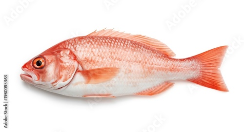 Red grouper fish fresh and uncooked on white backdrop