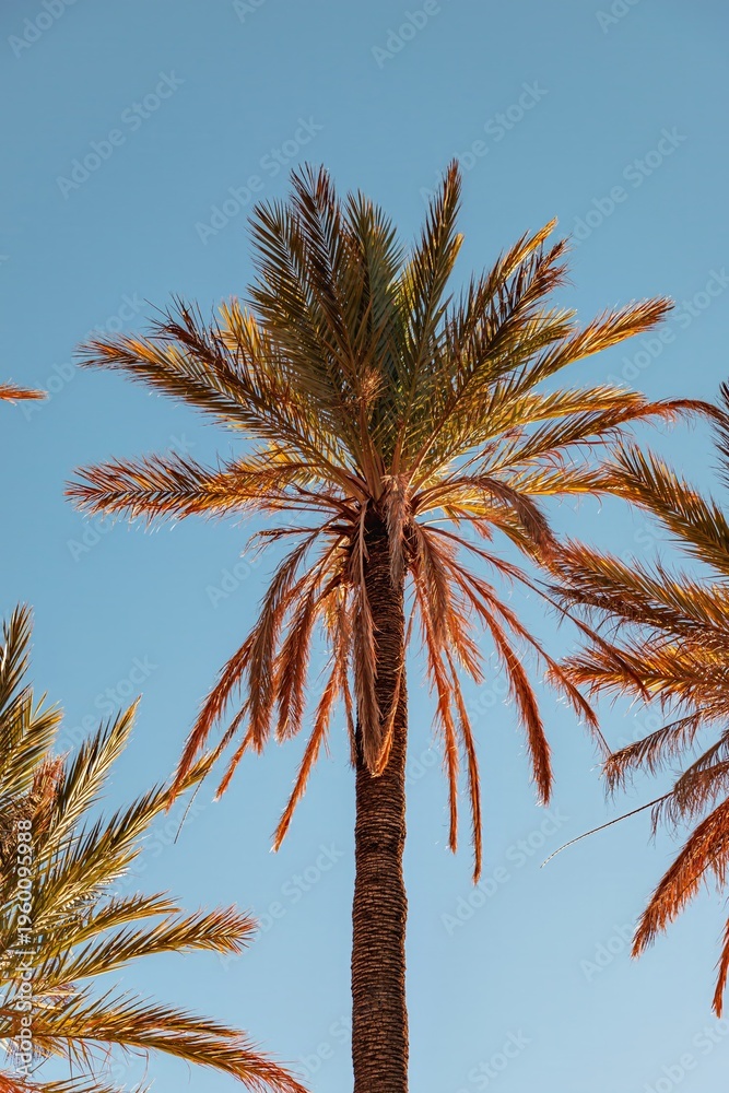 Fototapeta premium Palm trees in the Tafraout Valley, southern Morocco