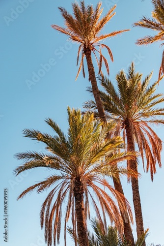 Palm trees in the Tafraout Valley, southern Morocco