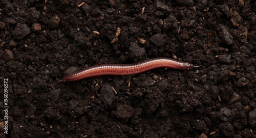 Lively earthworm moving ins...